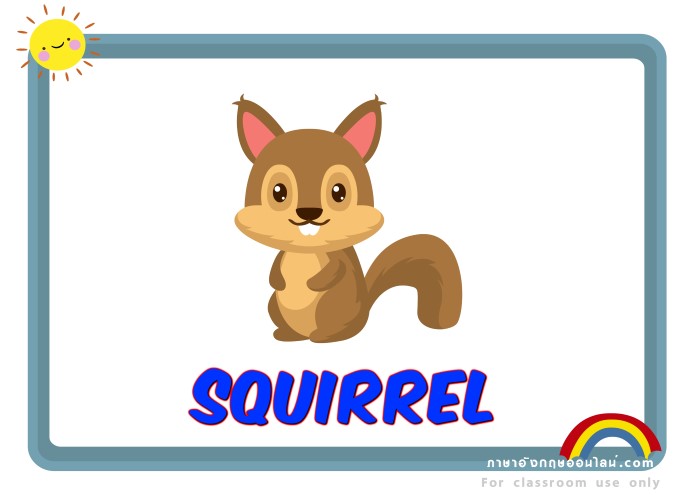 squirrel 