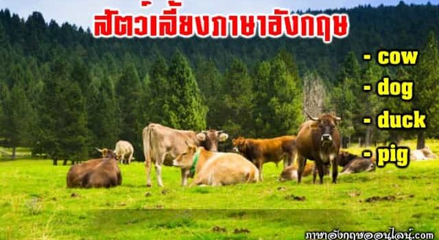 สัตว์เลี้ยงภาษาอังกฤษ