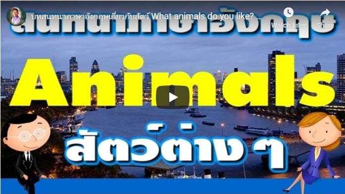 what animal you like