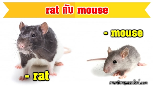 rat กับ mouse